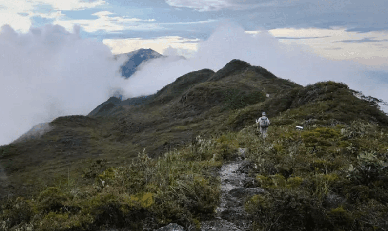 Group trekking through rainforest